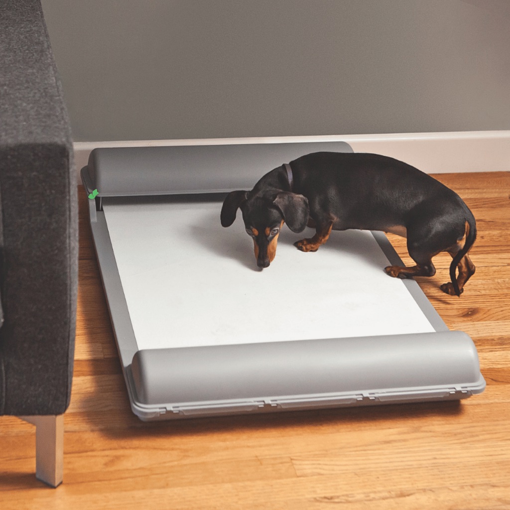 Dachshund using BrilliantPad