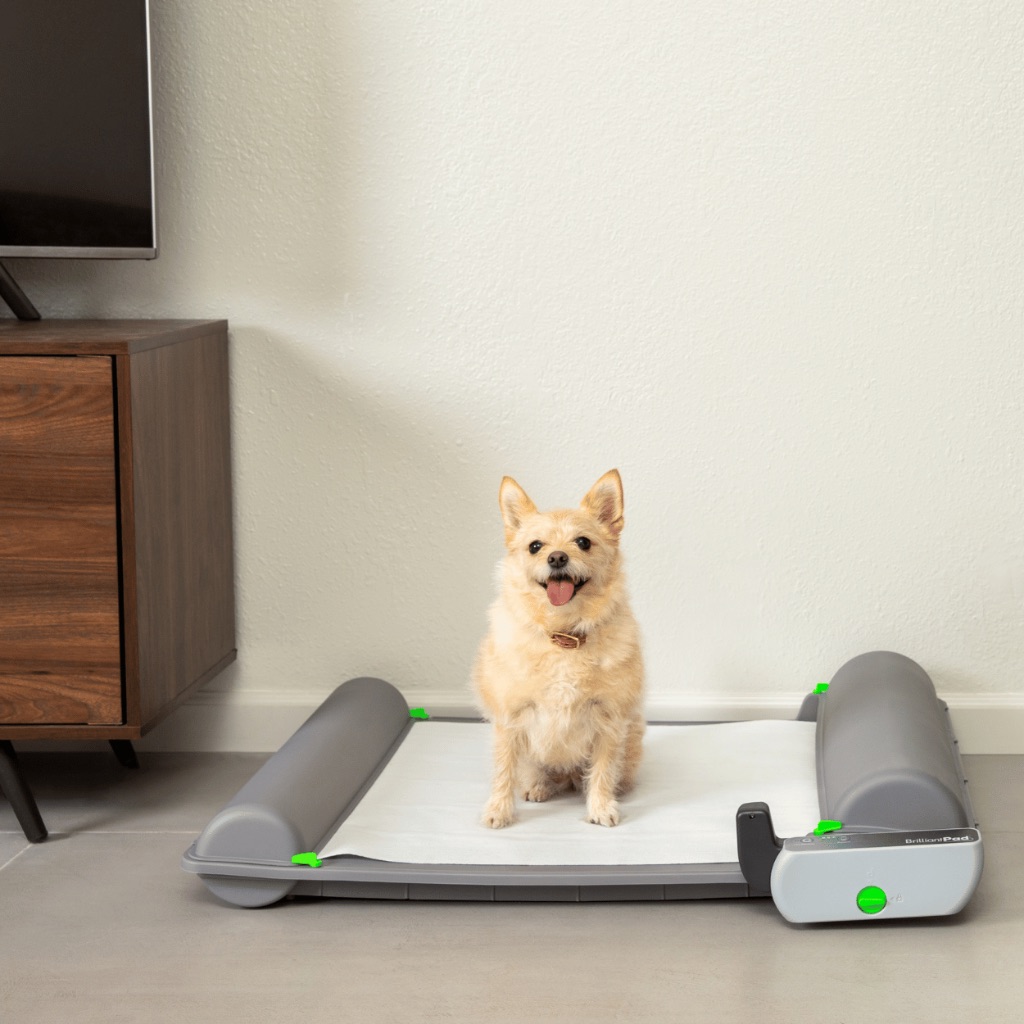 Pomeranian on BrilliantPad in living room