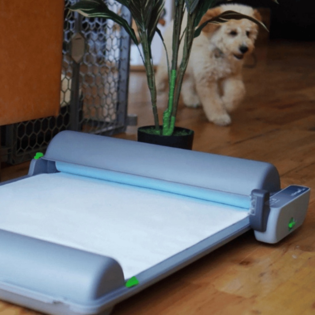Puppy approaching BrilliantPad